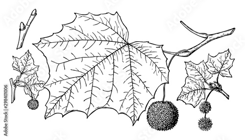 Branch of American Sycamore vintage illustration.