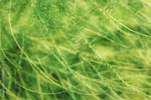 closeup of grass with water drops of dew