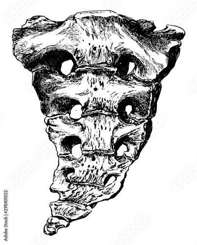 Картината върху платно Sacrum and Coccyx, vintage illustration.