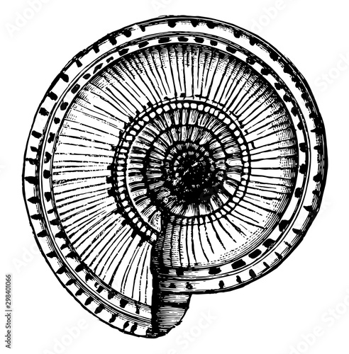 Solarium Shell, vintage illustration.