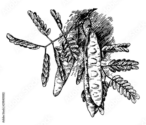 Albizzia Lebbek vintage illustration.