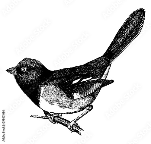 Male Towhee, vintage illustration.