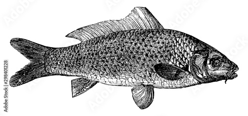 Common Carp, vintage illustration.