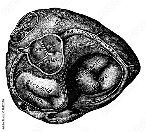 Heart with Ventricles Exposed, vintage illustration.