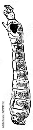 Buffalo Gnat Larva, vintage illustration.