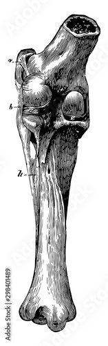 Stifle Joint Ligaments, vintage illustration.