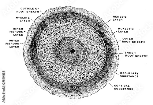Hair Follicle of a Moustache Hair, vintage illustration.