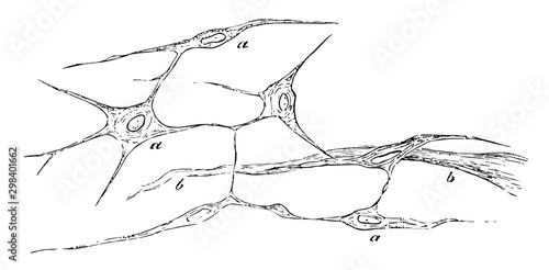 Tissue Growth of the Uterus, vintage illustration.