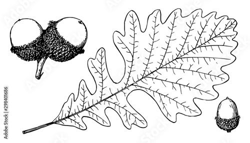 Branch of Bur Oak vintage illustration.
