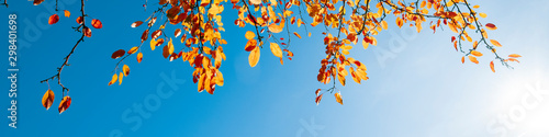 Multi colored autumn leaves on blue sky background