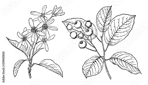 Branch of Juneberry vintage illustration.