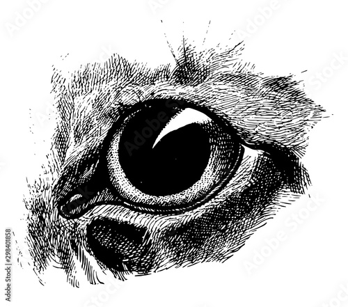 Dilated Cat Eye, vintage illustration.