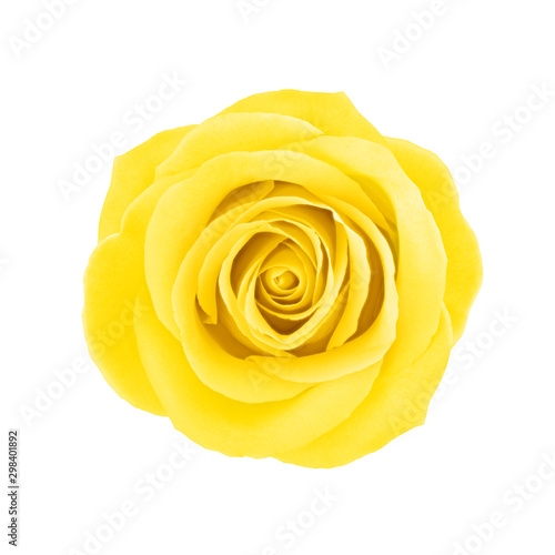 Yellow rose flower isolated on a white. Detailed retouch