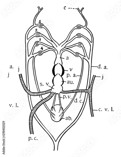 Queensland Lungfish Heart, vintage illustration photo