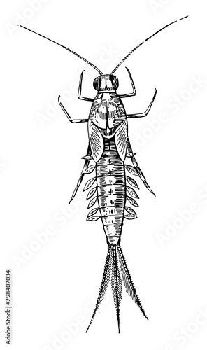 Mayfly, vintage illustration.