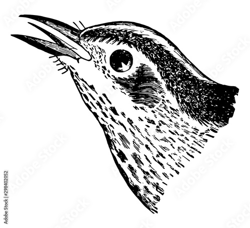 Black and White Creeping Warbler, vintage illustration.
