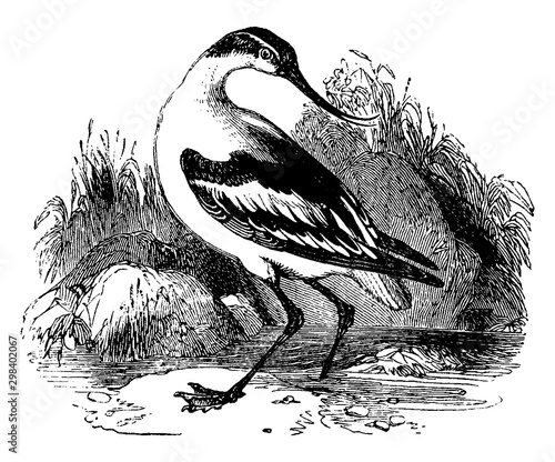 Pied Avocet, vintage illustration.