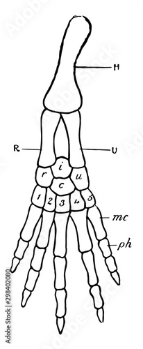 Vertebrate Fore Limb, vintage illustration