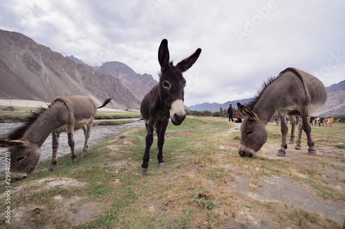 Three donkeys are feed in the filed ,Nubra valley , Ladakh India
