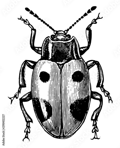 Handsome Fungus Beetle, vintage illustration.