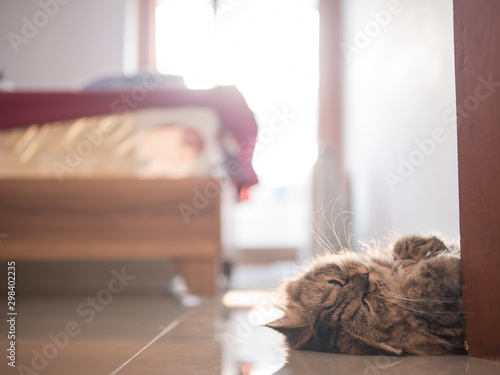 Persian fluffy kitty lying on the floor.