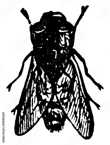 Sheep Botfly, vintage illustration.