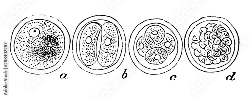The Human Ovum Undergoing Segmentation, vintage illustration