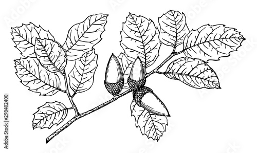Branch of Coast Live Oak vintage illustration.