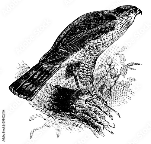 Sharp Shinned Hawk, vintage illustration.