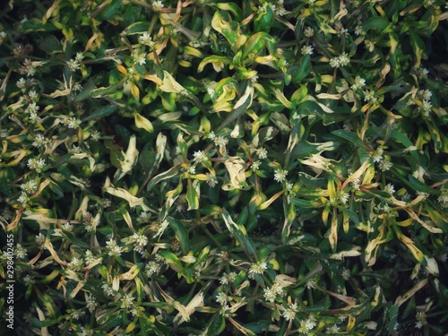 Wallpaper Mural background of green leaves Torontodigital.ca