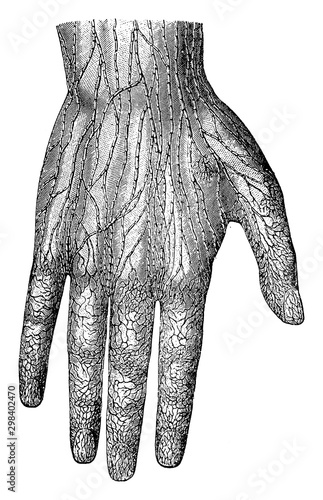 Lymphatic Vessels of the Hand, vintage illustration.