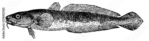 Fotografi Burbot, vintage illustration.