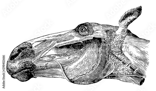 Parotid and Molar Glands of a Horse, vintage illustration.