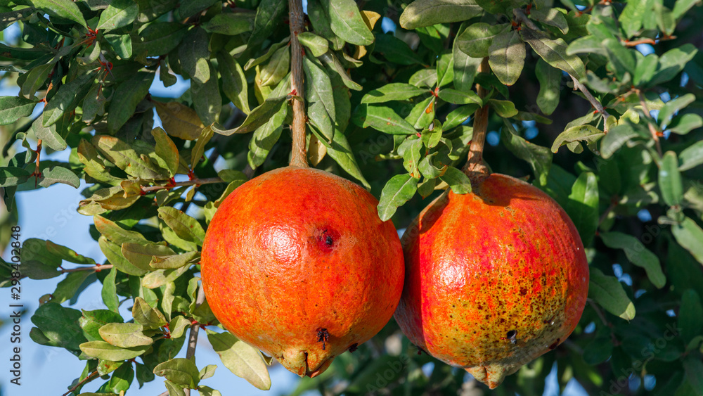 Two pecked by birds pomegranates Two pecked by birds pomegranates