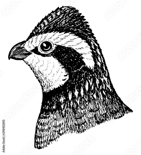 Northern Bobwhite, vintage illustration.