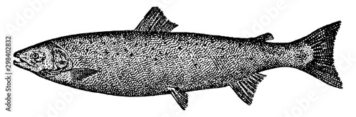 Atlantic Salmon, vintage illustration.