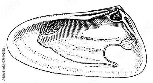 Right Valve of Mollusk, vintage illustration.