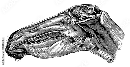 Head of a Horse, vintage illustration.