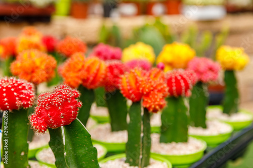 Blossiming decorative cactuses with red and yellow heads photo