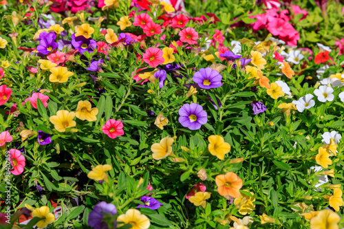 Fototapeta Naklejka Na Ścianę i Meble -  Bright multi colored bell flowers
