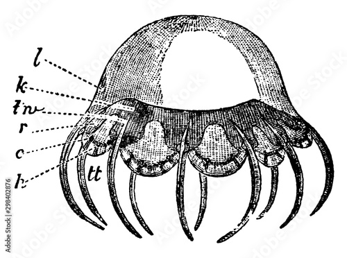 Cunina Rhododactyla, vintage illustration. photo