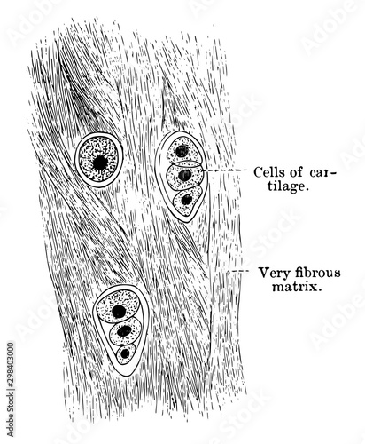White Fibrocartilage, vintage illustration
