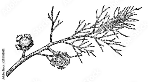 Branch of Arizona Cypress vintage illustration. photo