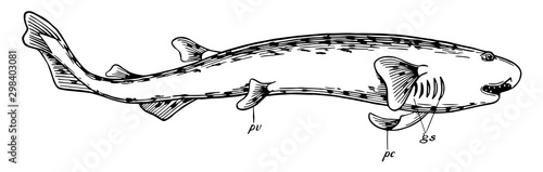Dogfish, vintage illustration.
