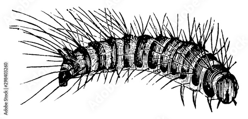 Bacon Beetle Larva, vintage illustration.