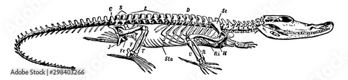 Crocodile Skeleton, vintage illustration