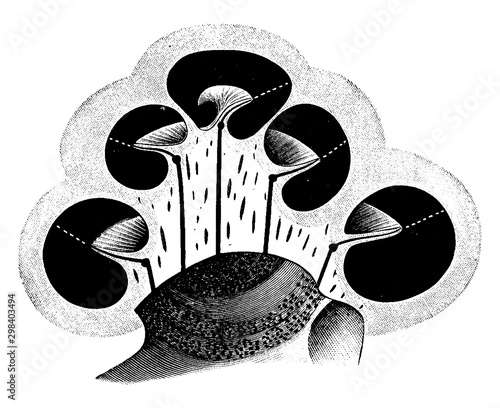 Osseous Labyrinth in Vertical Section, vintage illustration.