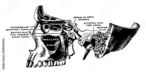 Superior Maxillary Bone and Sinuses, vintage illustration.