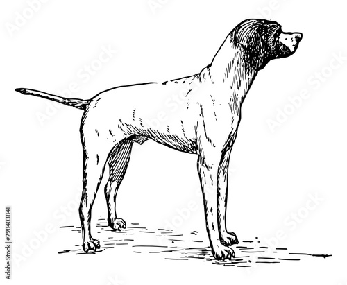 Pointer vintage illustration.