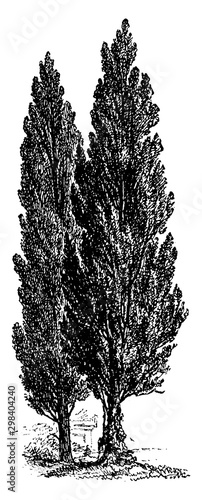 Cypress vintage illustration.